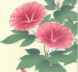 Kawarazaki Shodo - F61 Asagao (Morning glory) - Free Shipping