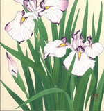 Kawarazaki Shodo - F2 Hanashobu (Japanese Iris) - Free Shipping