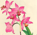 Kawarazaki Shodo - F104 Cymbidium - Free Shipping