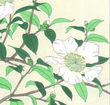 Kawarazaki Shodo - F52 Sazanka  (Japanese Camellia)  - Free Shipping