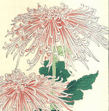 Osuga Yuichi - F180 Kiku (Chrysanthemum) - Free Shipping