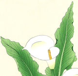 Kawarazaki Shodo - F138 Kaiu (Calla lily ) - Free Shipping