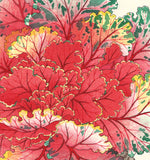 Kawarazaki Shodo - F128 Habotan (Ornamental Cabbage) - Free Shipping