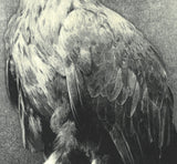 Kitamura  Shoichi - # KS3  Washi  (Eagle)  First Edition 2022 - Free Shipping