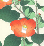 Kawarazaki Shodo - F50 Tsubaki (Japanese Camellia)  - Free Shipping